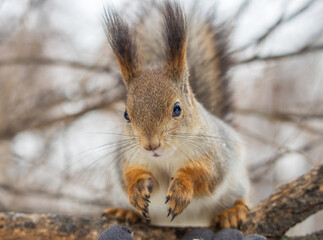 The squirrel sits on a branches without leaves in the winter or autumn