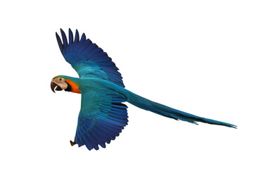 Colorful flying Blue and Gold Macaw parrot isolated on transparent background png file