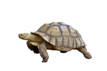 Sulcata tortoise isolated on transparent background png file	