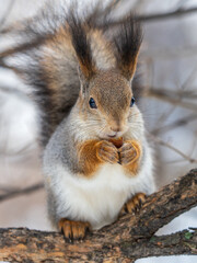 The squirrel with nut sits on tree in the winter or late autumn