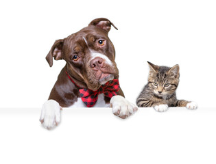 studio shot of a cute dog on an isolated background holding a blank white sign