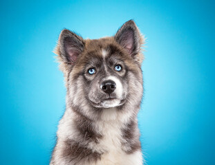 cute dog on an isolated background in a studio shot