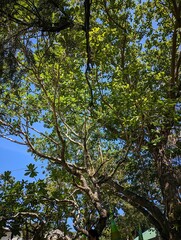 trees and sky