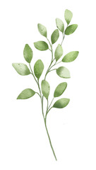 Branch leaves, watercolor floral illustration, decoration for poster, greeting card, birthday, wedding design. Isolated on white background. Hand painting.
