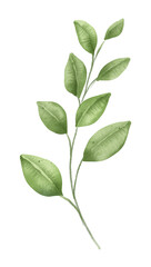 Branch leaves, watercolor floral illustration, decoration for poster, greeting card, birthday, wedding design. Isolated on white background. Hand painting.