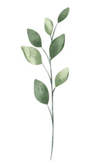 Branch leaves, watercolor floral illustration, decoration for poster, greeting card, birthday, wedding design. Isolated on white background. Hand painting.