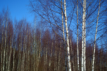 birch trees without foliage