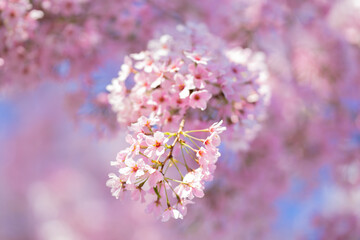 Bunches of plum blossom with white flowers against the blue sky. Spring blossom background. Blossoming apple tree branch on sky background. Spring flowering tree branch with white flowers.