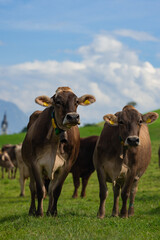 Cow in a green field by the water in Sweden. Cattle grazing in a field. Cows on green grass in a meadow, pasture. Cattle cows grazing on farmland. Brown cows grazing in grassy meadow.