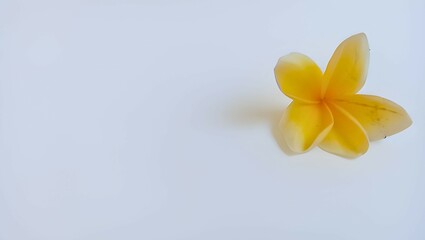Plumeria or Frangipani or Temple tree flower. Close up white-yellow plumeria flowers bouquet isolated background.