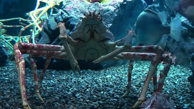 The Japanese giant spider crab, Macrocheira kaempferi, relaxing underwater. 4K