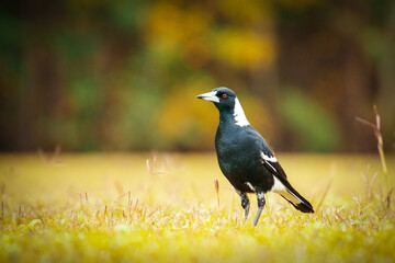 The Australian magpie is a black and white passerine bird native to Australia and southern New Guinea, and introduced to New Zealand, and the Fijian island of Taveuni. 