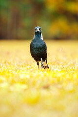 The Australian magpie is a black and white passerine bird native to Australia and southern New Guinea, and introduced to New Zealand, and the Fijian island of Taveuni. 