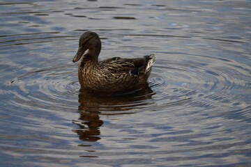 Ducks in Ireland can be found in a variety of habitats, including freshwater lakes, rivers, coastal marshes, and urban parks. 