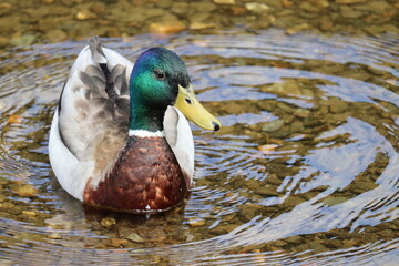 Obraz premium Ducks in Ireland can be found in a variety of habitats, including freshwater lakes, rivers, coastal marshes, and urban parks. 