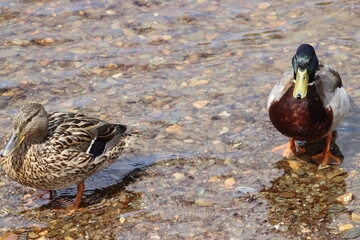 Ducks in Ireland can be found in a variety of habitats, including freshwater lakes, rivers, coastal marshes, and urban parks. 