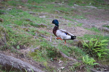Ducks in Ireland can be found in a variety of habitats, including freshwater lakes, rivers, coastal marshes, and urban parks. 