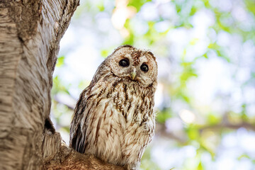 Tawny owl on a background of blurry summer greenery. Cute baby owl. Copy space. Concepts of wisdom, funny cute pet, amulet, summer time, vacation, circadian rhythms, vision, biological illustration.