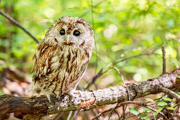 Tawny owl on a background of blurry summer greenery. Cute baby owl. Copy space. Concepts of wisdom, funny cute pet, amulet, summer time, vacation, circadian rhythms, vision, biological illustration.