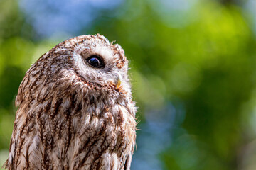 Tawny owl on a background of blurry summer greenery. Cute baby owl. Copy space. Concepts of wisdom,...