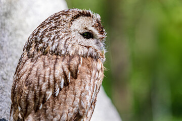 Tawny owl on a background of blurry summer greenery. Cute baby owl. Copy space. Concepts of wisdom, funny cute pet, amulet, summer time, vacation, circadian rhythms, vision, biological illustration.