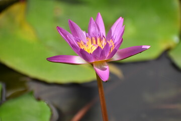 pink lotus flower
