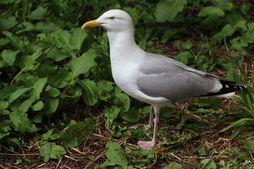 Seagulls, also known as gulls, are a widespread and familiar group of seabirds belonging to the family Laridae. They are found in coastal and inland habitats around the world