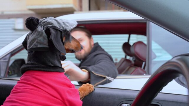 Dog in cap sit in driver seat behind wheel of car, look out open window, hand out money, man stop, takes banknote, winks, bribe, pays for parking Parody secret meeting of drug dealers, mobile delivery