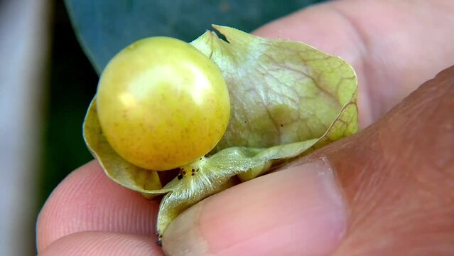Hand holding ripe ciplukan or Physalis fruit