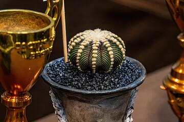 Cactus are planted on sandy soil. It is a plant that is in the desert.