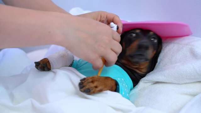 Sick dachshund dog with bandaged paw, heating pad on head, lies in bed, pointedly turned away offended, owner puts thermometer Caring for aging pet with bad temperament Vet treatment, overprotection