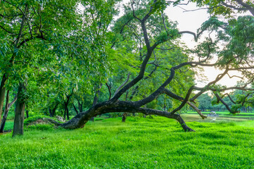 Trees that fall, but their roots are still strong.