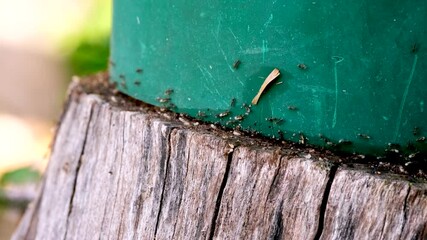 Pesky garden ants hurriedly carry white eggs from under green pot on stump, tele
