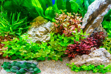 Underwater landscape nature forest style aquarium tank with a variety of aquatic plants, stones and herb decorations. © dsom