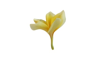 Frangipani(plumeria) flower isolated on white