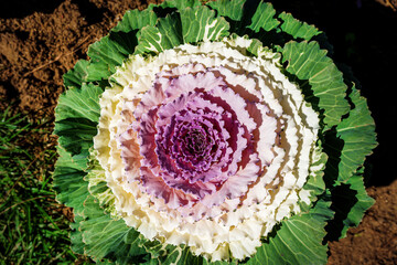 Many purple cabbage flowers in the ornamental garden.