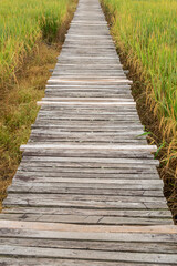 Fototapeta premium A wooden bridge leads into the golden-yellow rice fields under the morning sunlight