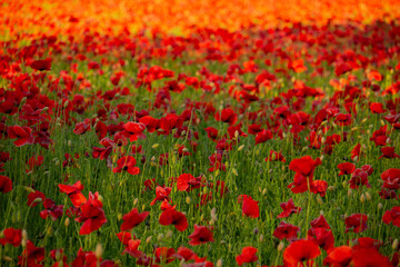  a lot of red poppies