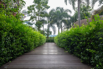 A beautiful wooden walkway leading to the backyard garden, surrounded by the peaceful morning atmosphere