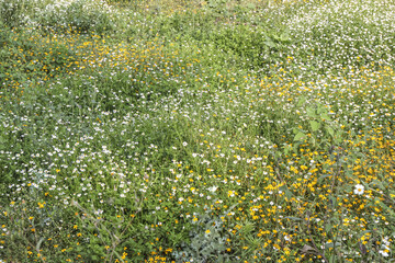 Wildflower field in Morelos, Mexico