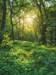 Obraz premium Sunbeams Through Green Forest Canopy In Summer