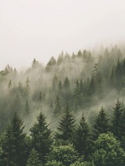 Obraz premium Foggy Evergreen Forest Landscape in the Early Morning