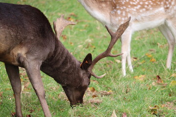 Deer in Phoenix Park in Dublin
