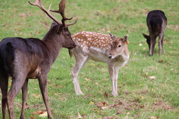 Deer in Phoenix Park in Dublin