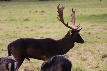 Deer in Phoenix Park in Dublin