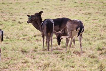 Deer in Phoenix Park in Dublin