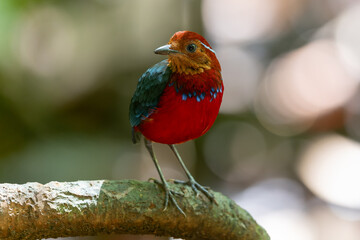 The Blue-banded Pitta (Erythropitta arquata) is a dazzling bird known for its vibrant plumage and tropical habitat