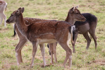 Deer in Phoenix Park in Dublin