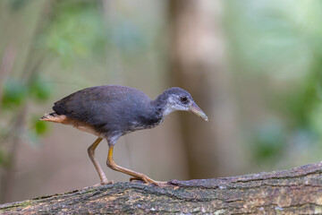 Calm and Colorful White-breasted Waterhen in its Natural Wetland Habitat