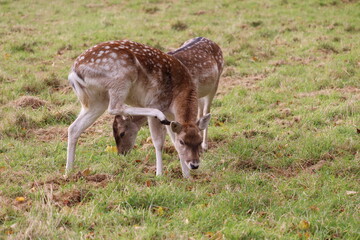 Deer in Phoenix Park in Dublin